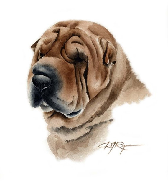 Shar Pei Dog Watercolor Painting Art Print By Artist Dj pour Dessin Chien