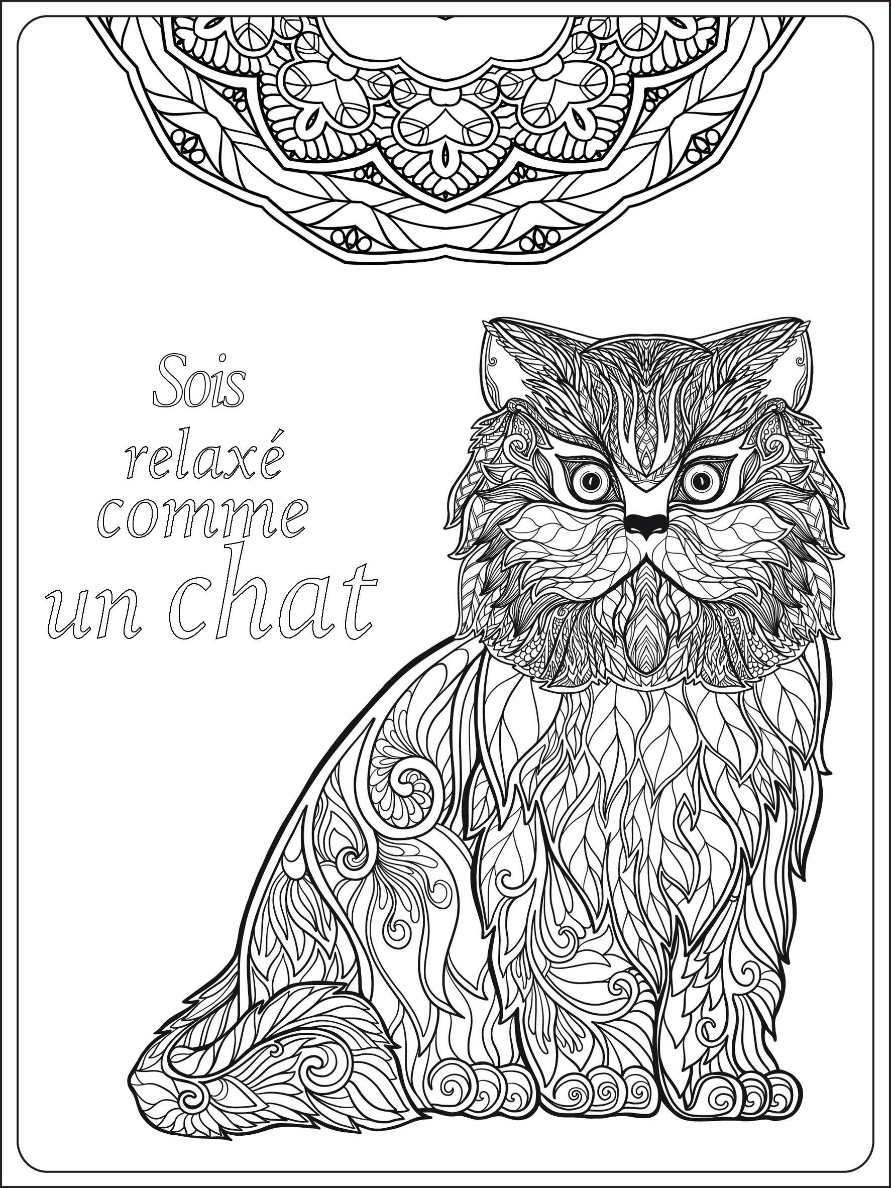 Soit Relax Comme Un Chat - Chats - Coloriages Difficiles avec Dessin Chat