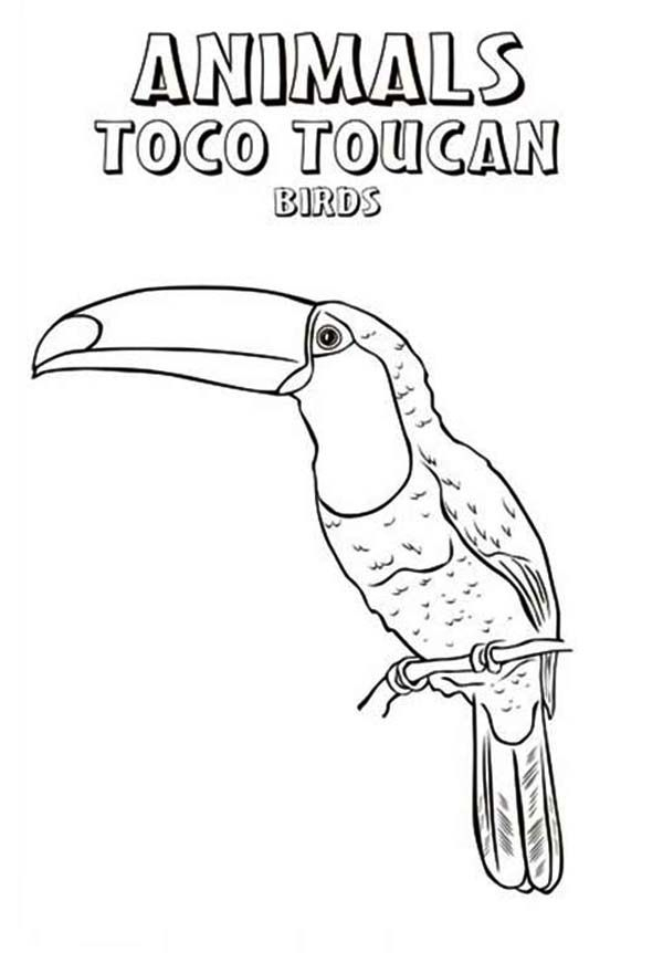 Toco Toucan Bird Coloring Page : Coloring Sun In 2021 tout Coloriage Dessin Toucan