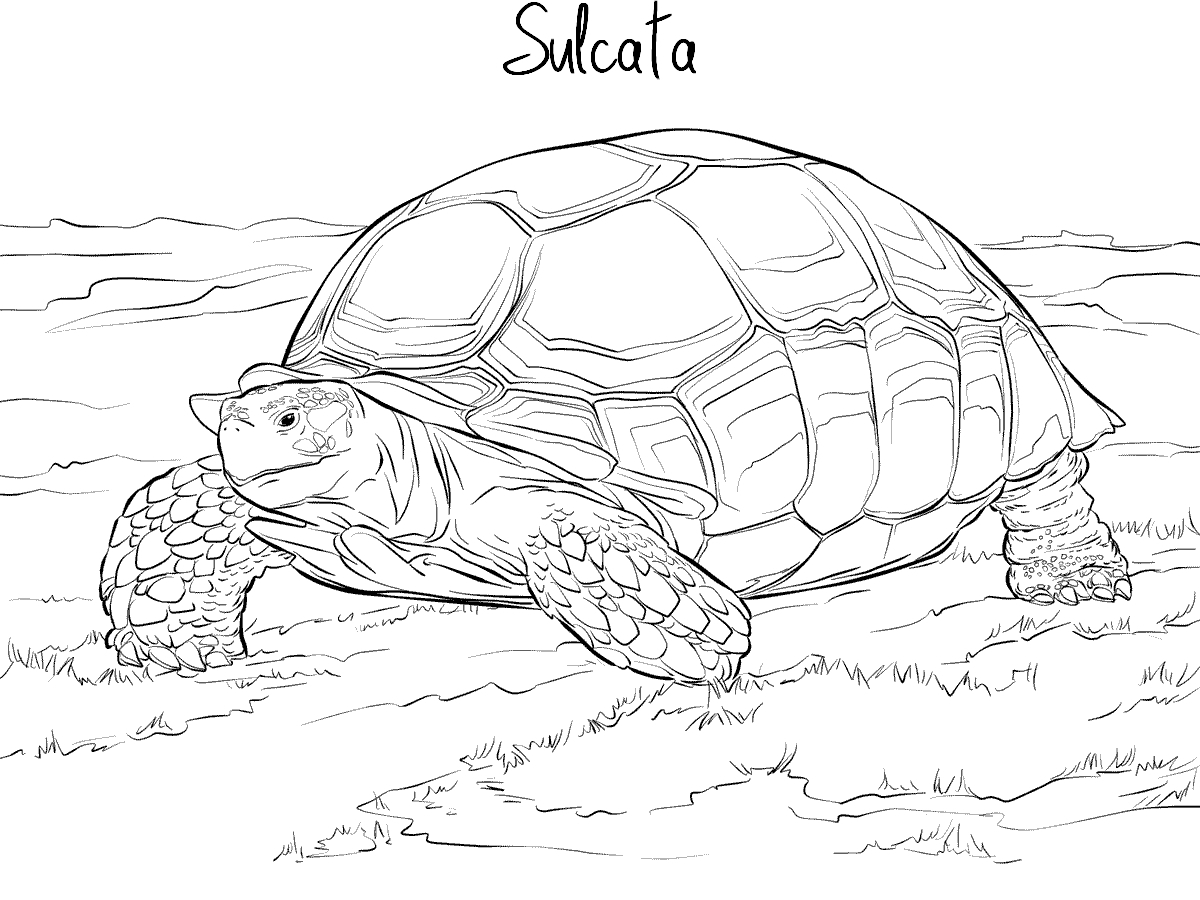 Turtle Mania encequiconcerne Coloriage Tortue