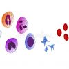Types De Globules Blancs Illustration De Vecteur pour Lymphocyte B Dessin