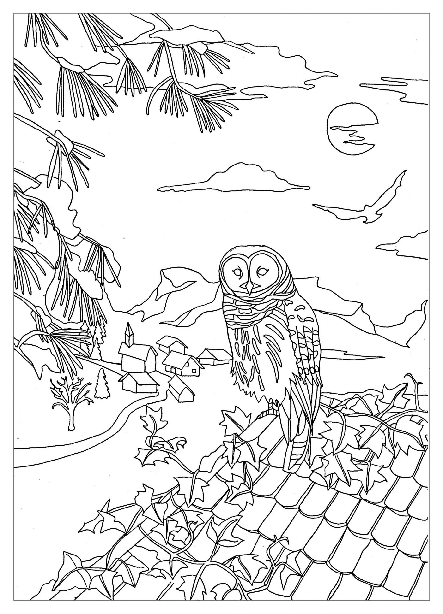 Un Hibou Sur Un Toit - Coloriage De Hiboux - Coloriages tout Coloriage Hibou