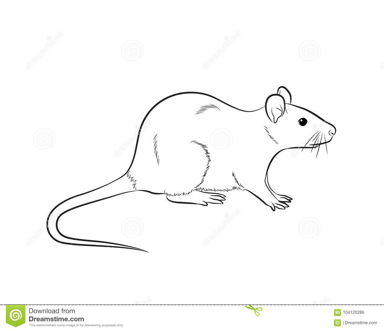 Vecteur De Dessin De Souris De Bande Dessinée Illustration intérieur Dessin Souris