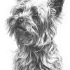 Yorkshire Terrier By Mike Sibley | Animal Drawings, Dog à Coloriage Dessin Yorkshire
