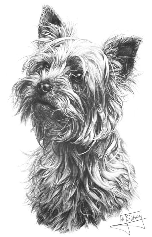 Yorkshire Terrier By Mike Sibley | Animal Drawings, Dog à Coloriage Dessin Yorkshire