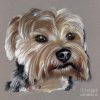 Yorkshire Terrier- Drawing Drawing By Daliana Pacuraru avec Coloriage Dessin Yorkshire