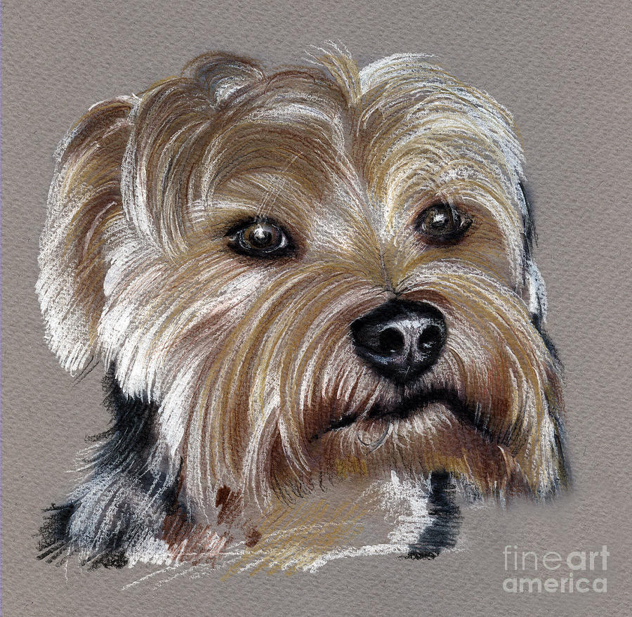 Yorkshire Terrier- Drawing Drawing By Daliana Pacuraru avec Coloriage Dessin Yorkshire