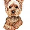 Yorkshire Terrier Drawing - Google-Søk | Yorkie Painting encequiconcerne Coloriage Dessin Yorkshire