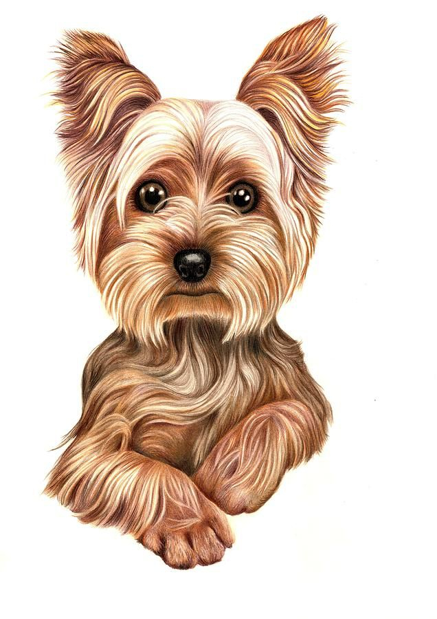 Yorkshire Terrier Drawing - Google-Søk | Yorkie Painting encequiconcerne Coloriage Dessin Yorkshire