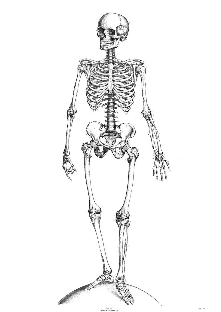 14 Idéal Coloriage Squelette Photos | Dessin Squelette, Squelette avec Coloriage Squelette À Imprimer