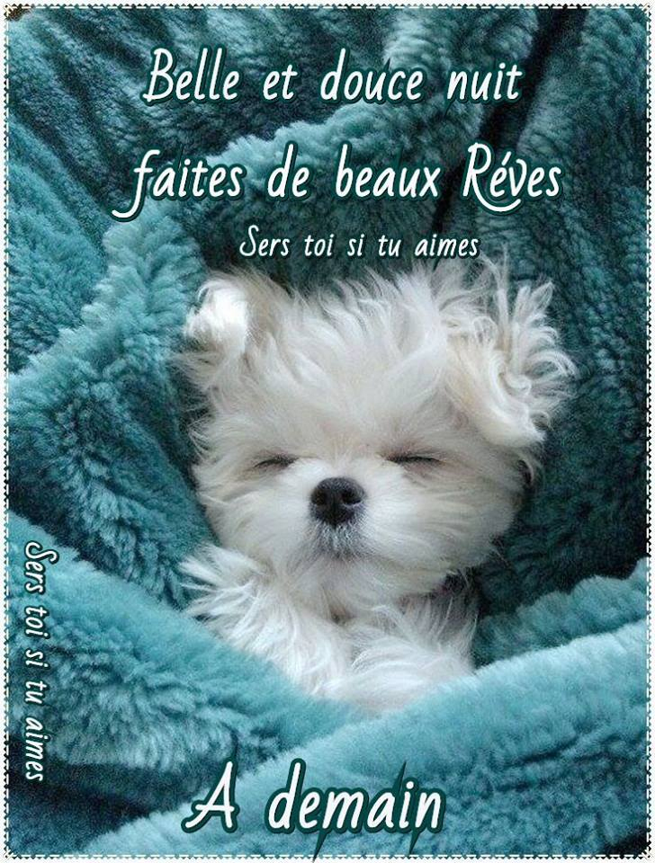 Animaux Dodo Bonne Nuit Humour | Humourve avec Rigolo Bonne Nuit Humour