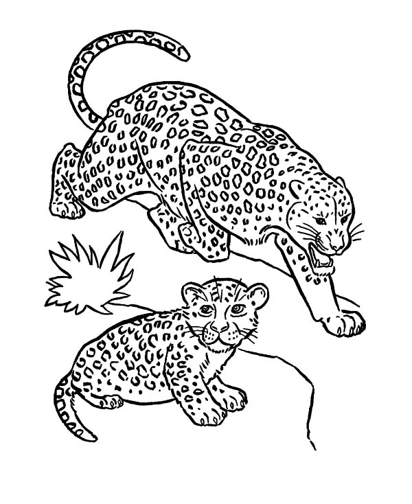 Baby Leopard Coloring Pages At Getcolorings | Free Printable avec Leopard Coloriage