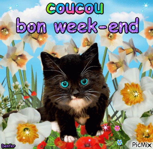 Chat Week End 422528-Chat Week End - Jpdiamukpictprvo dedans Gif Bon Week End Rigolo