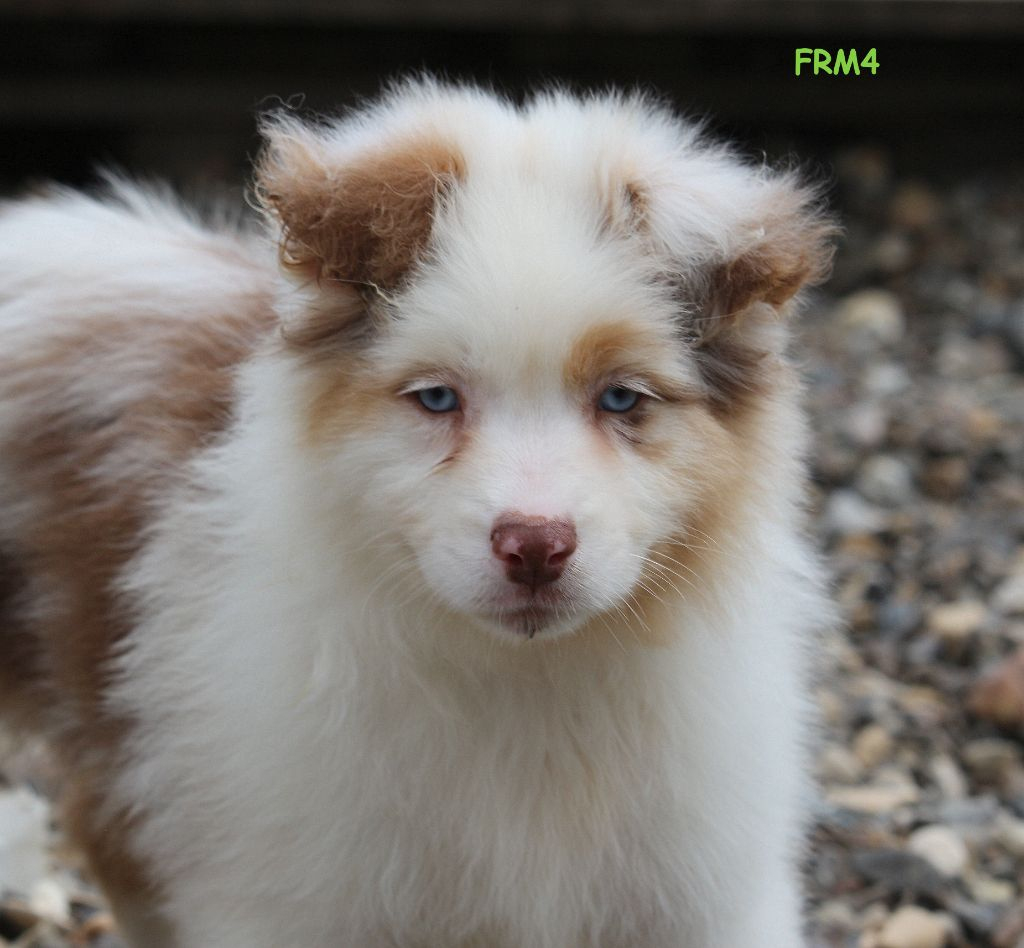 Chiot Berger Australien, Femelle Rouge Merle 4, Femelle Disponible En avec Berger Australien Rouge Merle