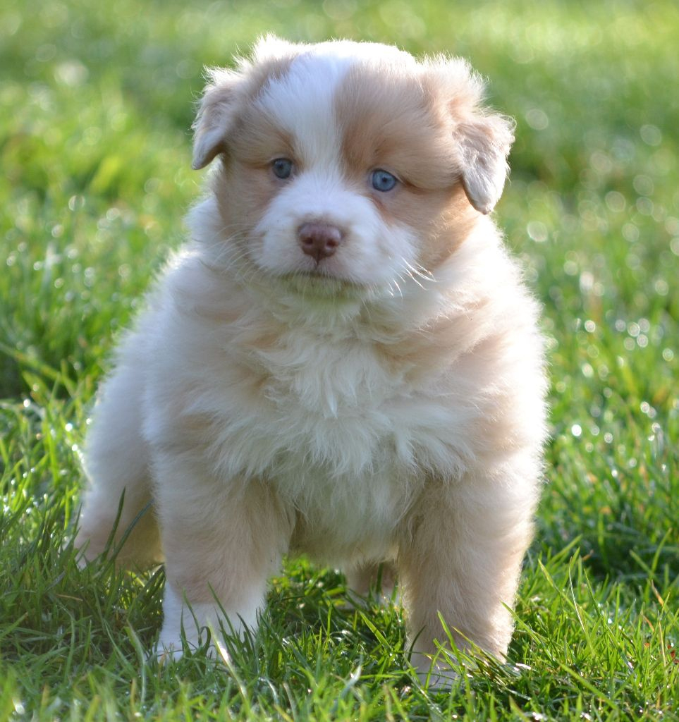 Chiot Berger Australien, Femelle Rouge Merle, Femelle Disponible En dedans Berger Australien Rouge Merle