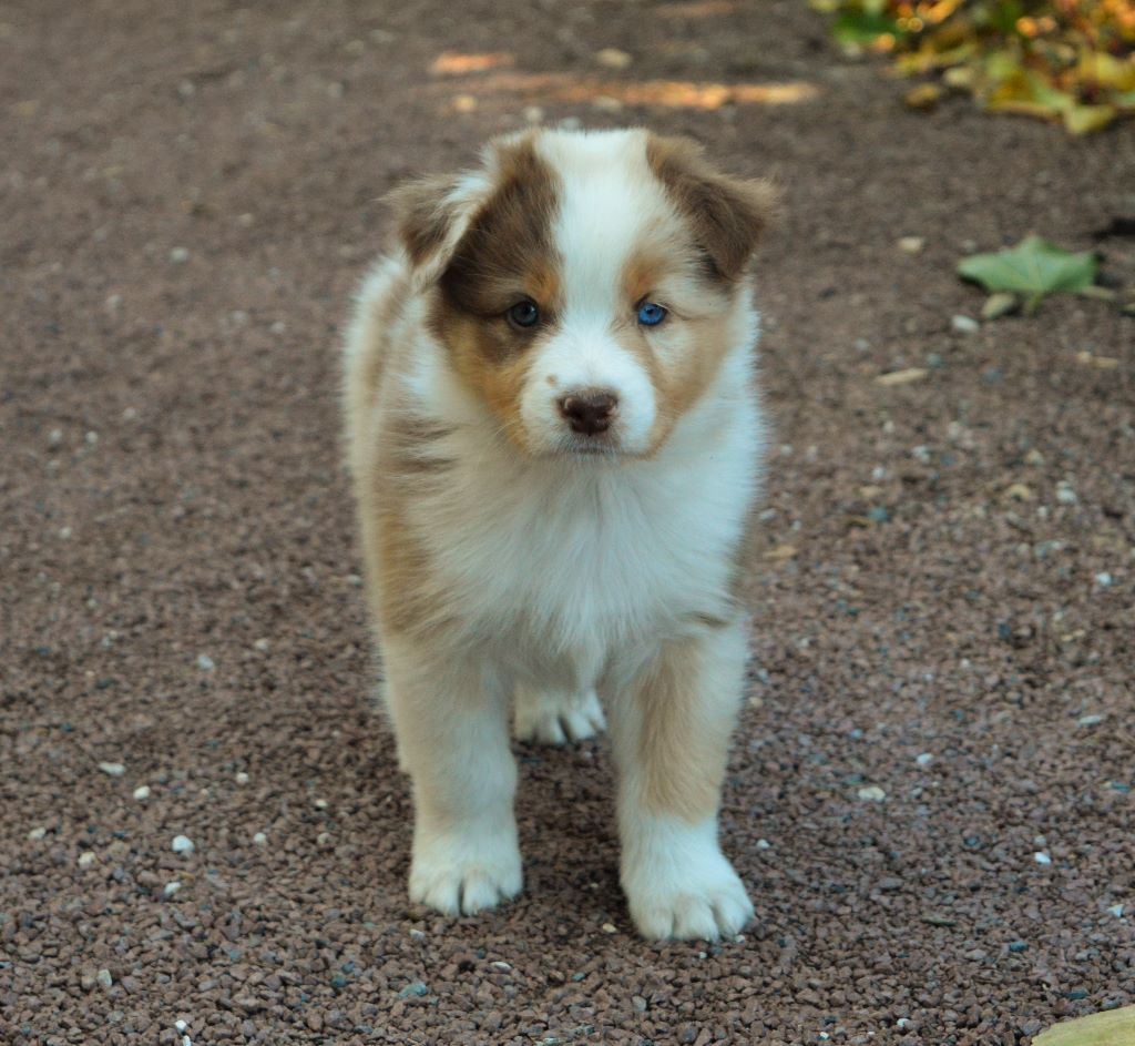 Chiot Berger Australien, Mâle Rouge Merle 3 - Oslo, Mâle Disponible En tout Berger Australien Rouge Merle