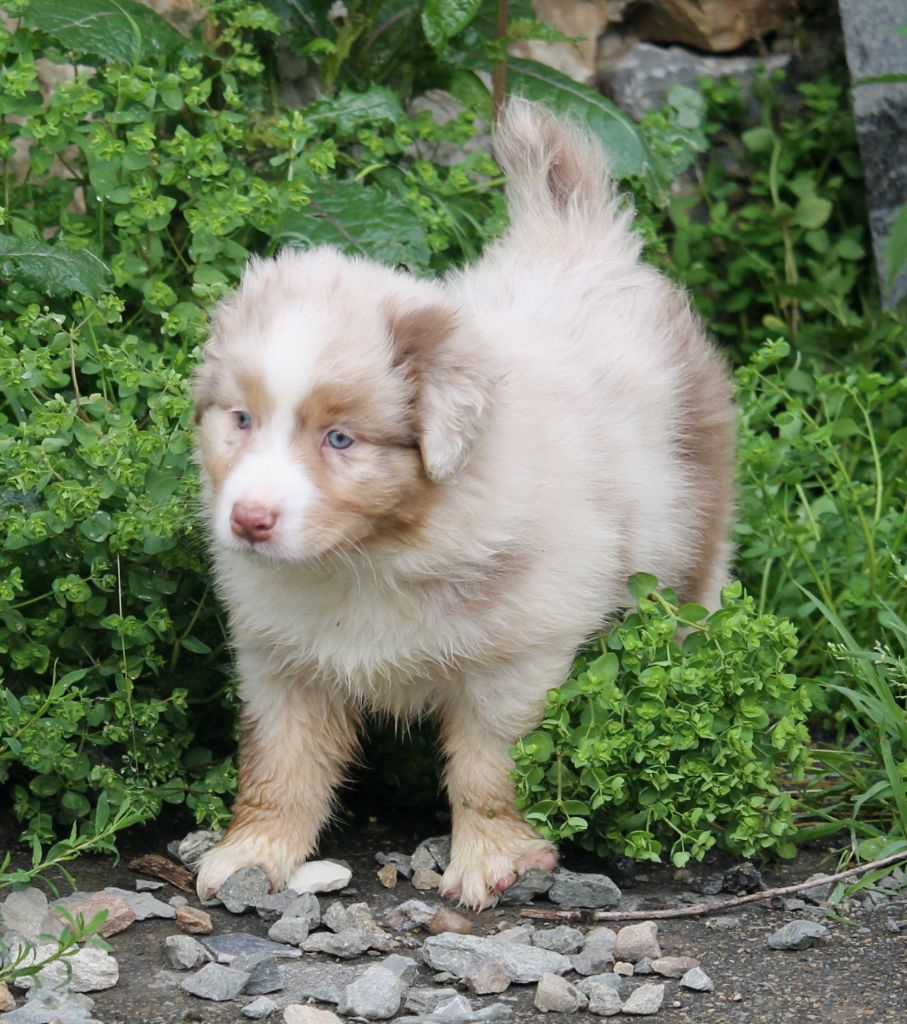 Chiot Berger Australien, Mâle Rouge Merle, Mâle Disponible En Pays De dedans Berger Australien Rouge Merle