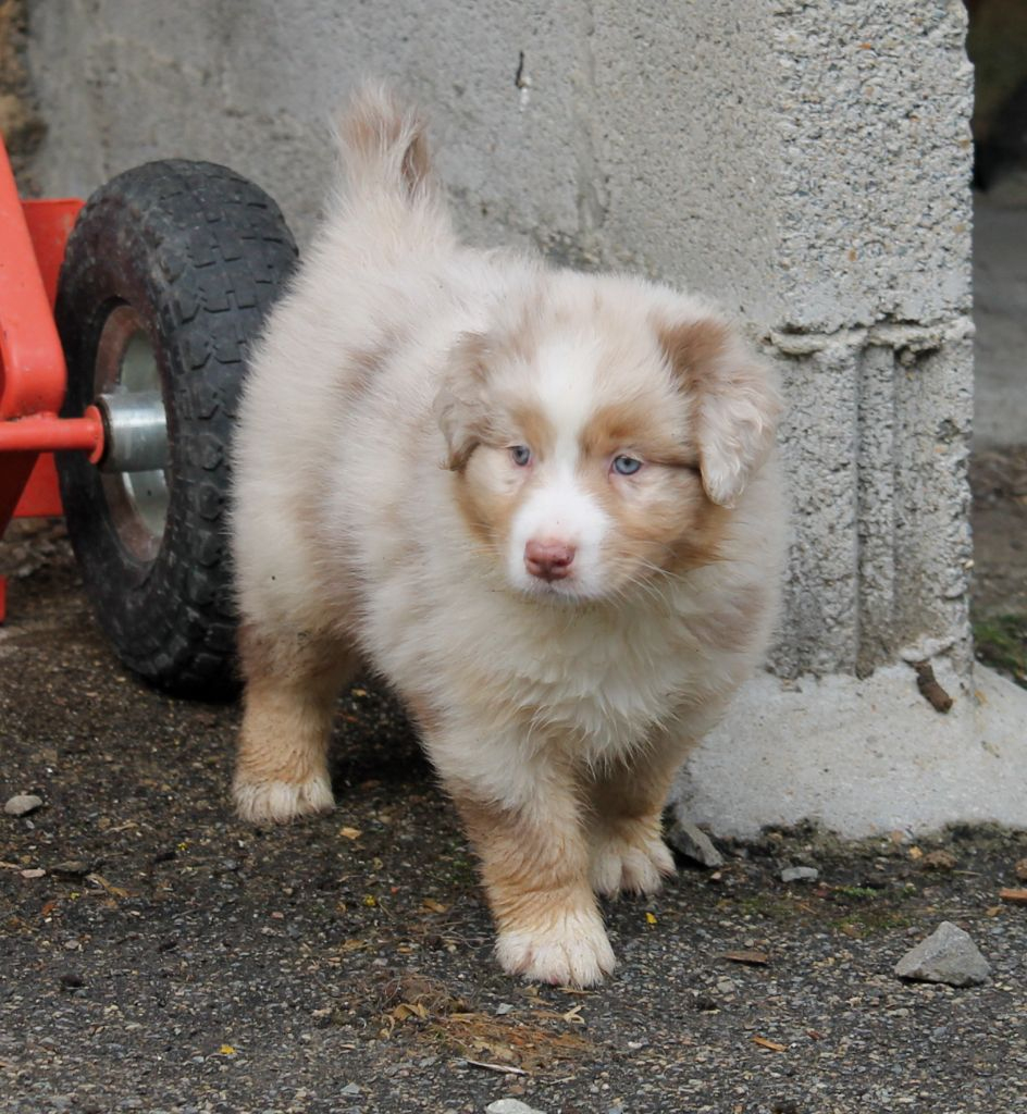 Chiot Berger Australien, Mâle Rouge Merle, Mâle Disponible En Pays De encequiconcerne Berger Australien Rouge Merle