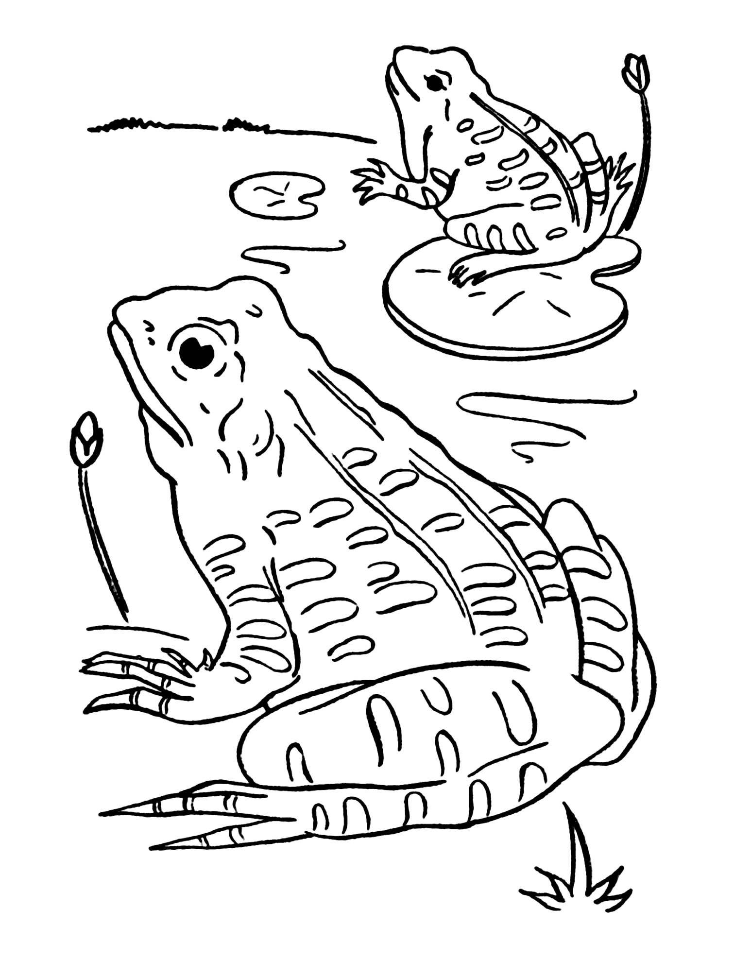 Coloriage De Grenouille À Telecharger Gratuitement - Coloriages De destiné Coloriagegrenouille