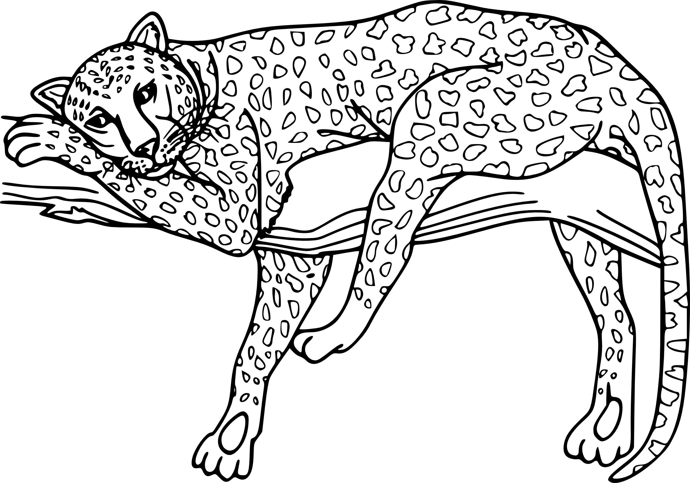 Coloriage Guepard Et Dessin À Imprimer pour Leopard Coloriage