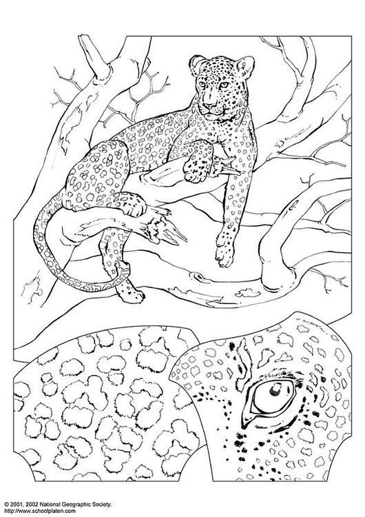 Coloriage Léopard - Coloriages Gratuits À Imprimer - Dessin 3069 à Leopard Coloriage
