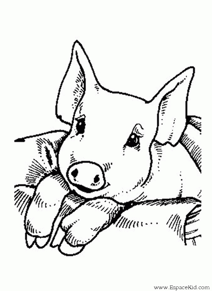 Coloriage Petit Cochon À Imprimer Dans Les Coloriages Cochon - Dessin À dedans Cochon Coloriage
