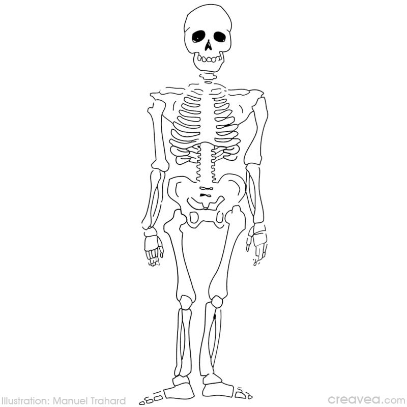 Coloriage Squelette #147416 (Personnages) - Dessin À Colorier serapportantà Coloriage Squelette À Imprimer