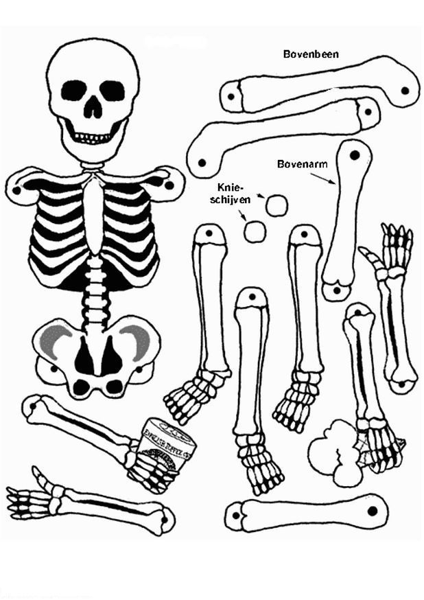 Coloriage Squelette #147419 (Personnages) - Dessin À Colorier destiné Coloriage Squelette À Imprimer