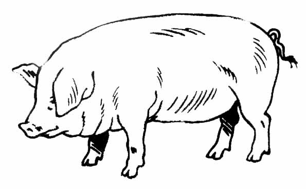 Coloriages A Imprimer : Dessin Cochon destiné Cochon Coloriage