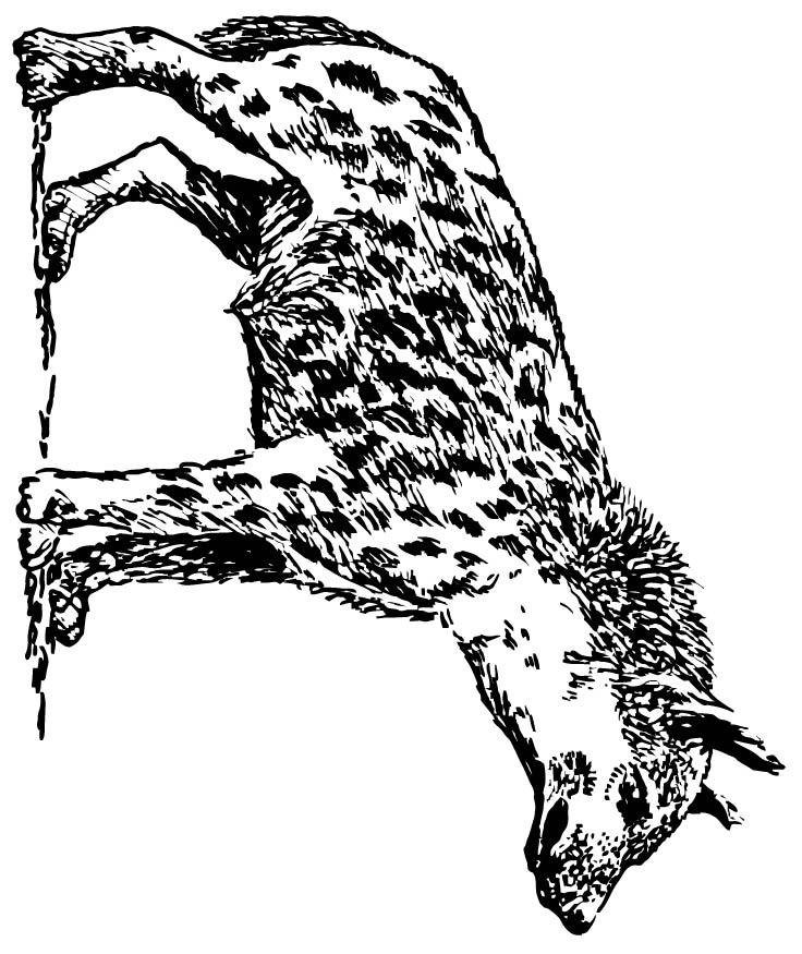 Coloriages À Imprimer : Hyène, Numéro : 23947 avec Coloriage Hyene