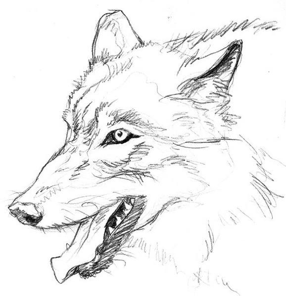 Coloriages À Imprimer : Loup, Numéro : 370148 concernant Coloriage De Loup À Imprimer