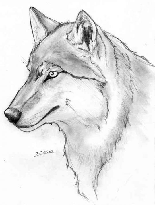 Coloriages À Imprimer : Loup, Numéro : 8490 concernant Coloriage Loup Imprimer