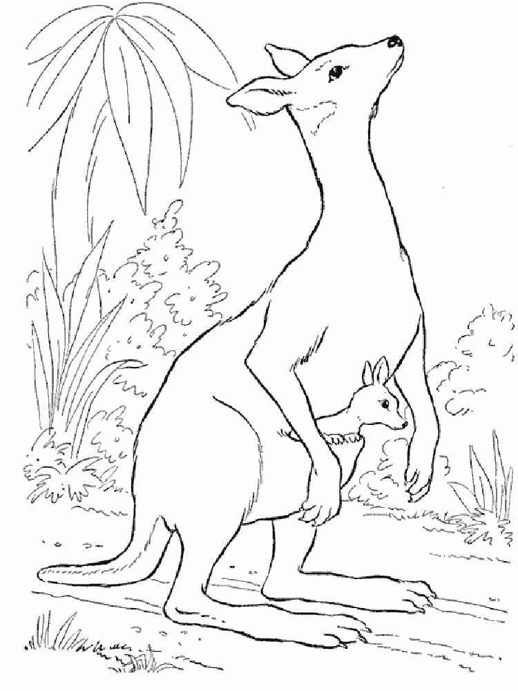 Coloriages Kangourou avec Coloriage Kangourou
