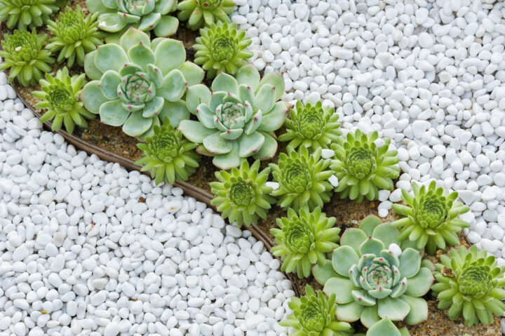 Décorations Créatives Avec Des Cailloux Blancs Dans Le Jardin : 10 intérieur Jardin Cailloux Blanc Et Ardoise