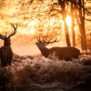 Deer Hunting Tips For Beginners - The Hunting Jack encequiconcerne Fond D&amp;#039;Écran Chasse