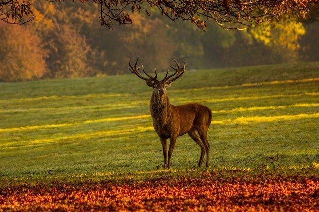 Fond D Écran Chasse Chevreuil tout Fond D&amp;#039;Écran Chasse