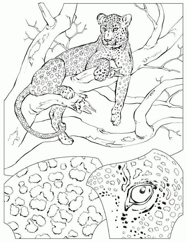 Leopard - Coloriage En Ligne Gratuit Pour Enfant intérieur Leopard Coloriage
