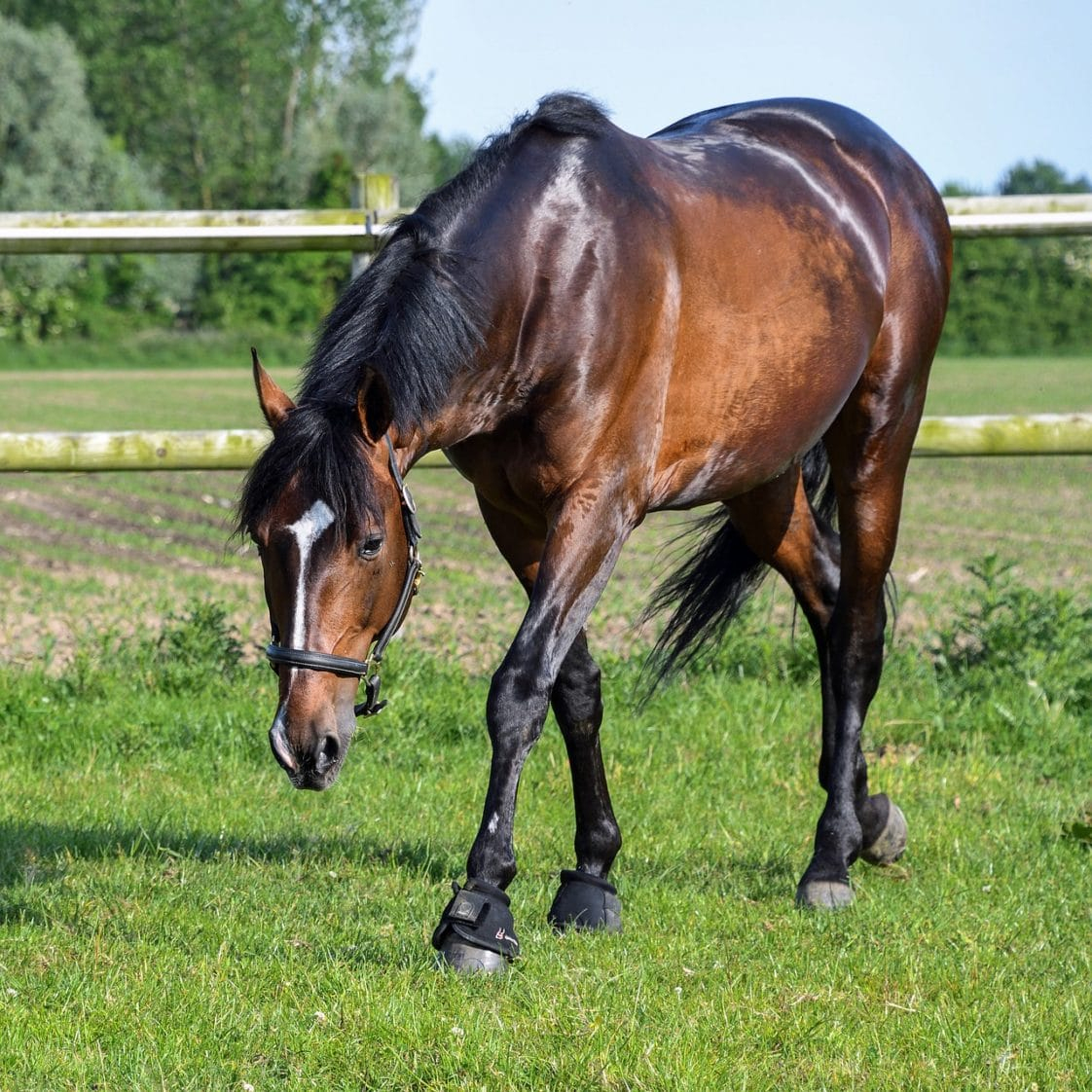 Les 12 Principales Robes Du Cheval destiné Culotté De Cheval Photo