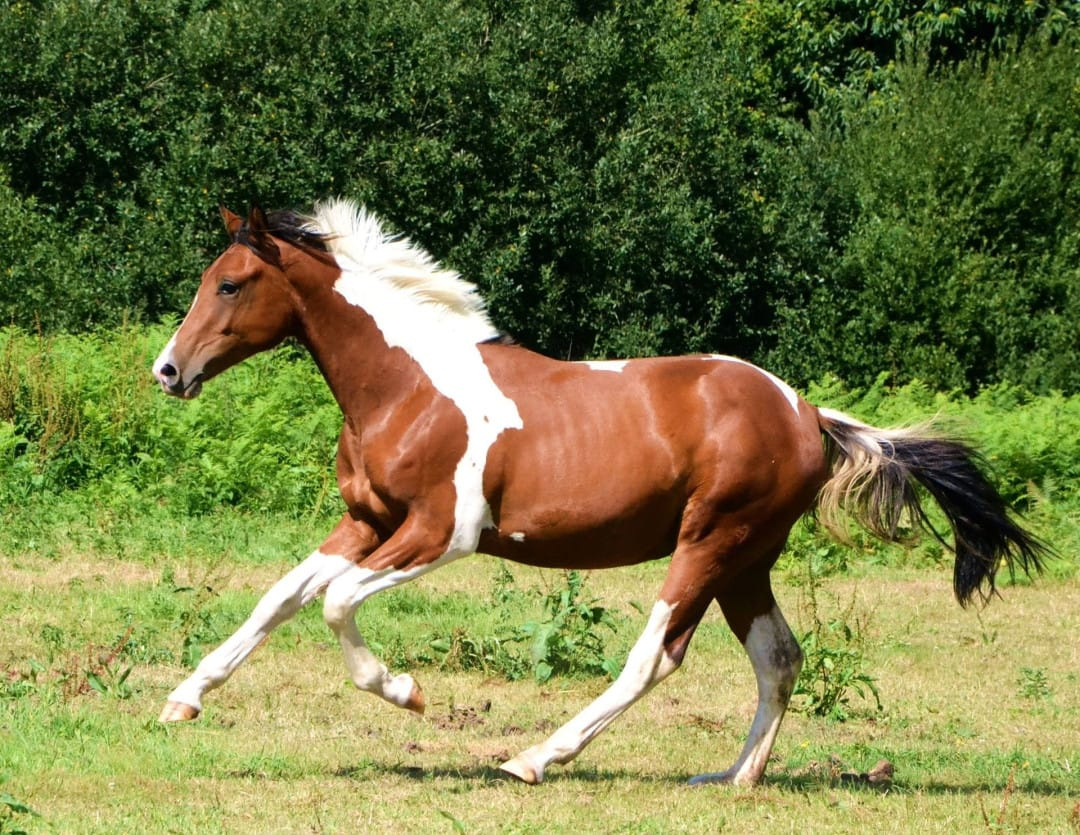 Les Robes Du Cheval : Différences Et Descriptions Pour Les Reconnaître à Culotté De Cheval Photo