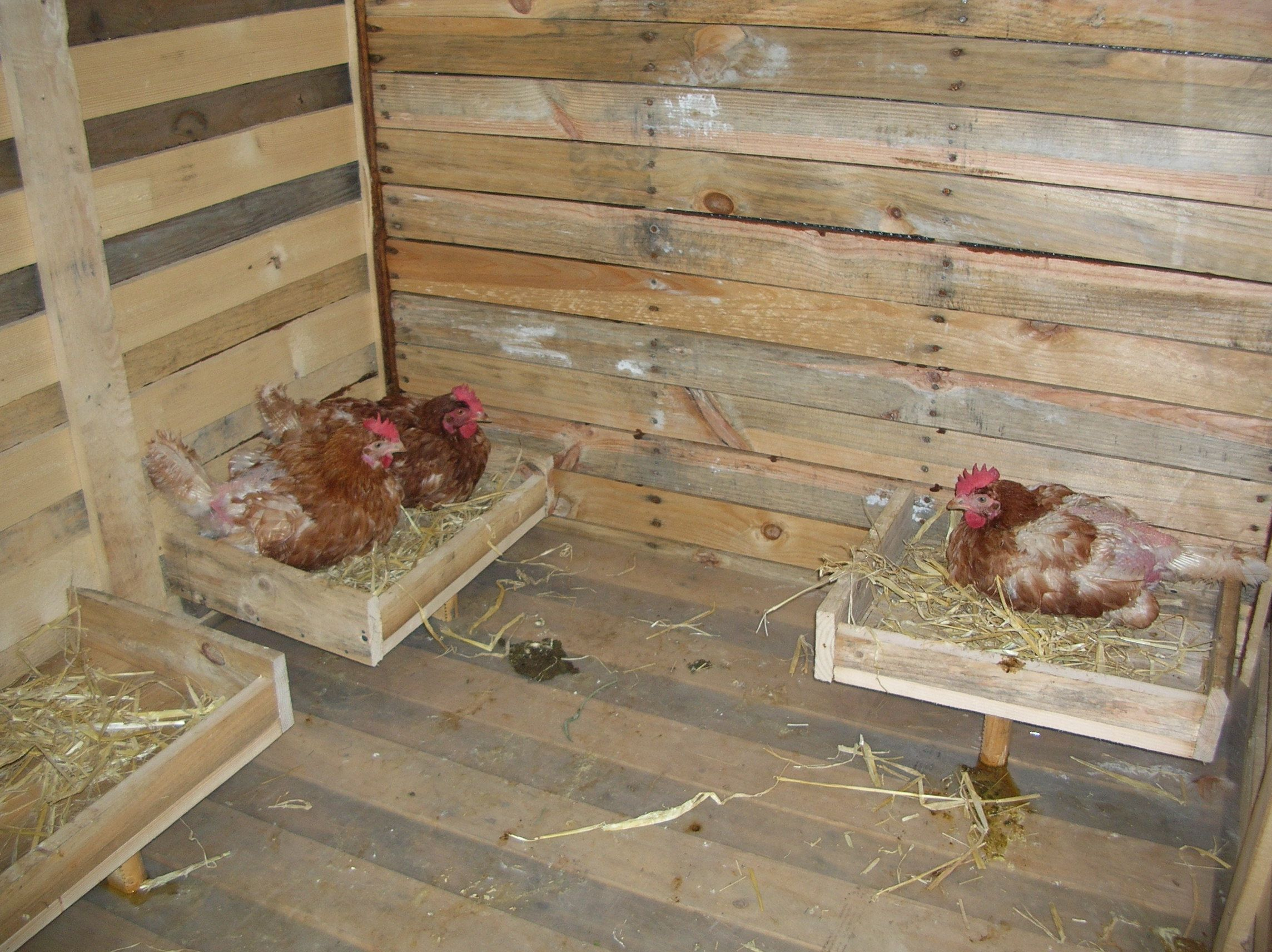 Livre Comment Construire Un Poulailler - Chicken Coops serapportantà Construire Plan De Poulailler Gratuit À Télécharger