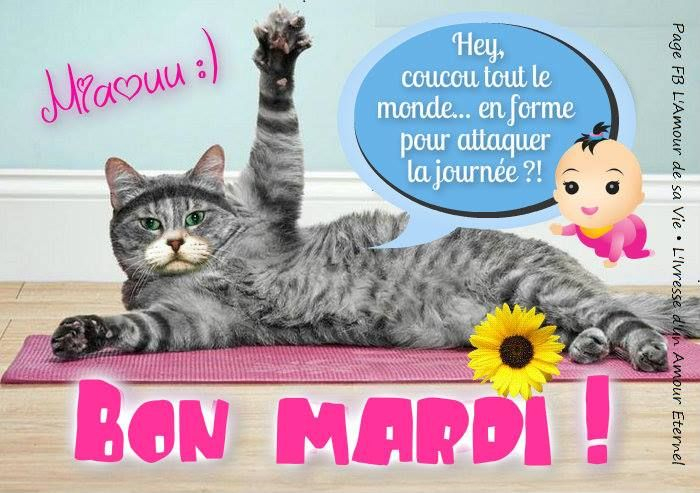Miaouu :) Bon Mardi ! Hey, Coucou Tout Le Monde En Forme Pour intérieur Bon Mardi Citation