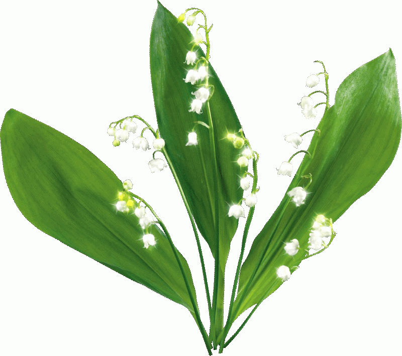 Muguet 1 Mai serapportantà Gif Animé Muguet