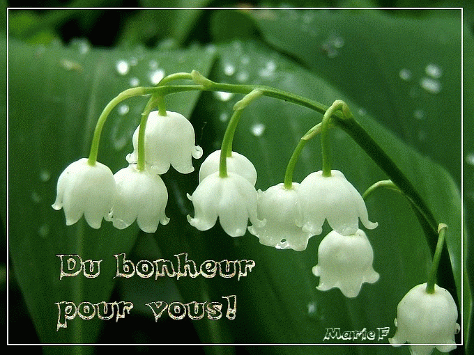 Muguet Porte-Bonheur tout Citation Muguet Porte Bonheur