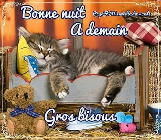 Night Gif, Good Night, Bisous Gif, Good Evening, Cavalier King Charles pour Bonne Nuit Humour