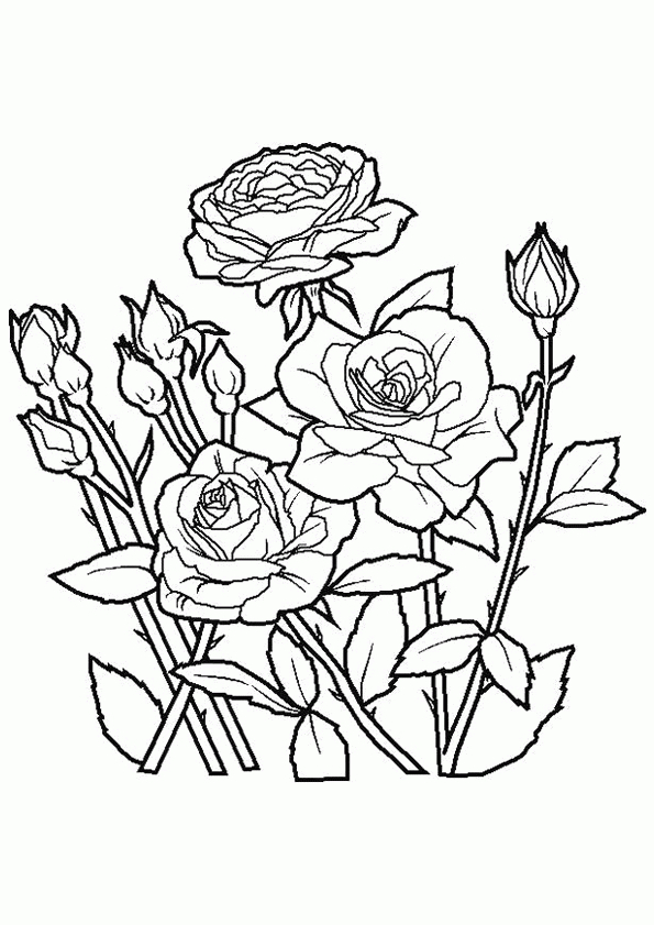 , Page 34 Sur 51 Sur Hugolescargot | Rose Coloring Pages, Printable concernant Rose A Colorier