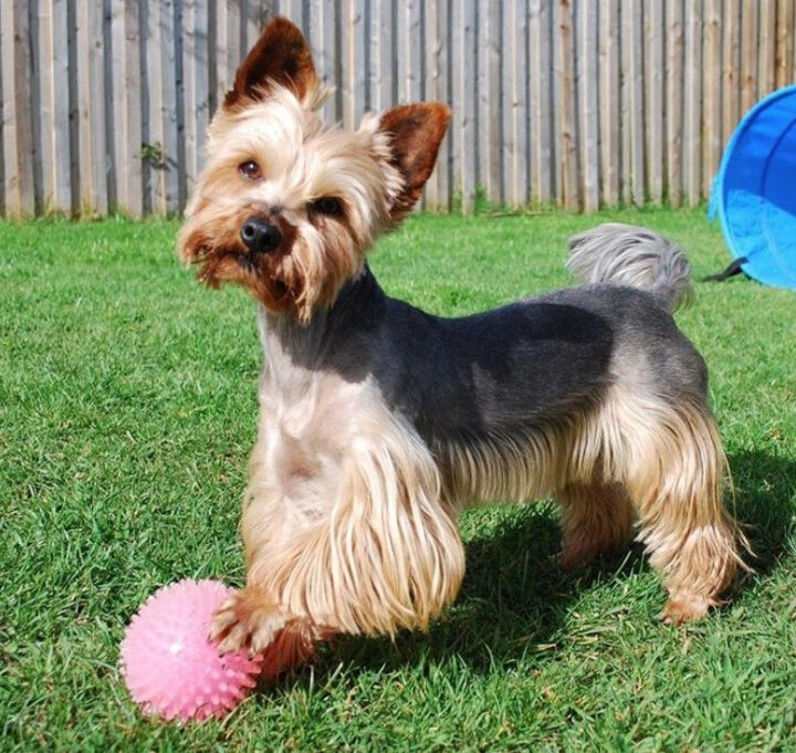 Pin By Qwerty On Yorkshire Terrier | Yorkie Haircuts, Yorkie Puppy encequiconcerne Coupe Yorkshire Adulte