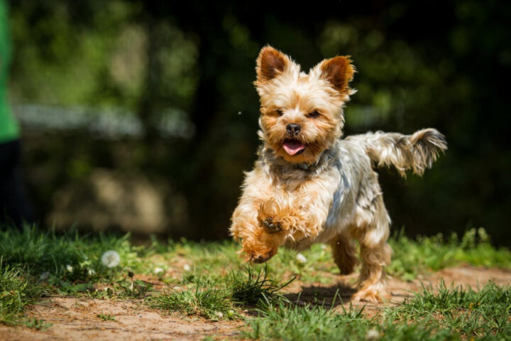 Tout Savoir Sur Le Yorkshire Terrier dedans Coupe Yorkshire Adulte