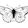 110 Dessins De Coloriage Papillon À Imprimer Sur Laguerche - Page 2 pour Grand Papillon À Imprimer
