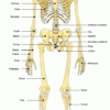 Anatomie - Atlas Du Corps Humain : Squelette - Doctissimo tout Squelette À Imprimer