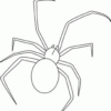 Coloriages Araignée (Animaux) - Dessins À Colorier - Coloriages À Imprimer avec Coloriage Toile D&amp;#039;Araignée